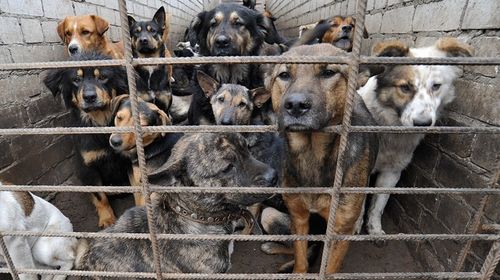 Черлик ыттар айтырыы