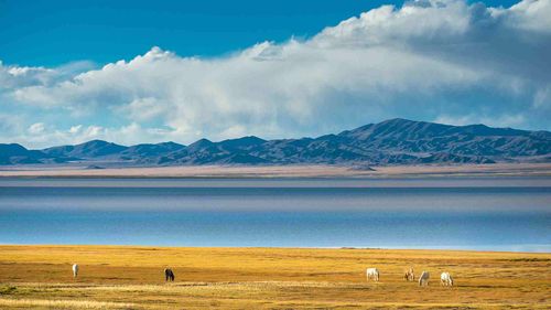 “Убсу-Нур программазының” шинчилел ажыл-херектери