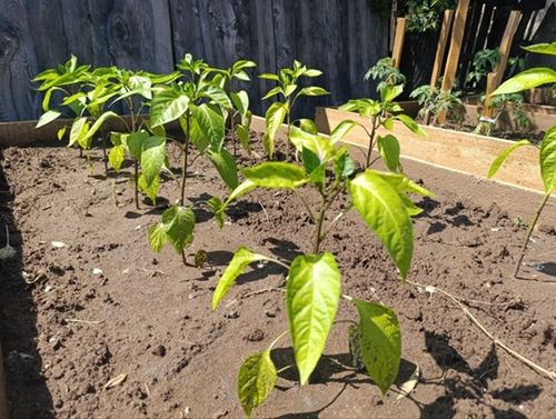 Эрес-кежээ ногаажылар, садчылар