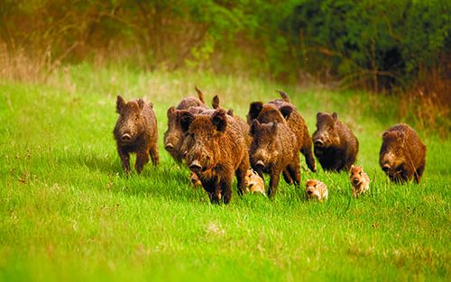 Аңныыр сезон эгелээнде