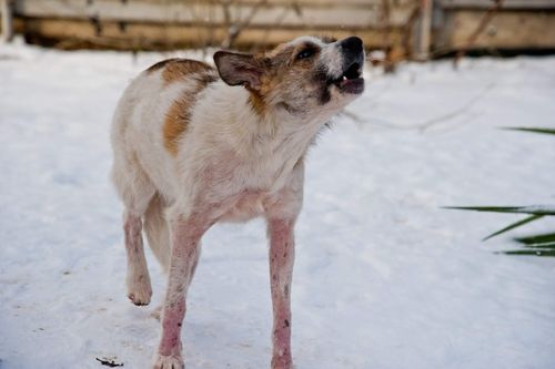 Тускай хемчеглерни ажыглаарын саналдаан