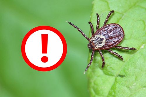 Саргыга ызыртпас дизе ...