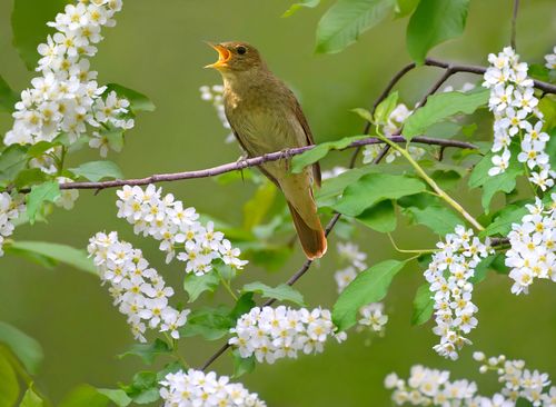 Чодураа — куштар ыяжы