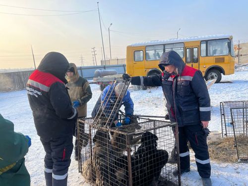 Онза байдалды чарлаан