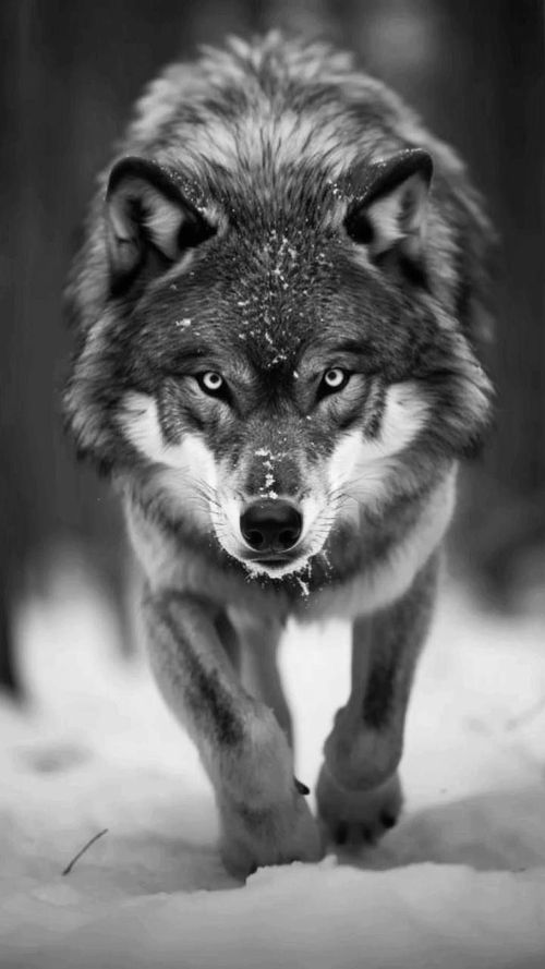 Бөрүлер-биле демисел