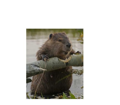 ЮНЕСКО-дан сертификат тывыскан.