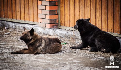 Калчаа аараан ыт дээш карантинни чарлаан