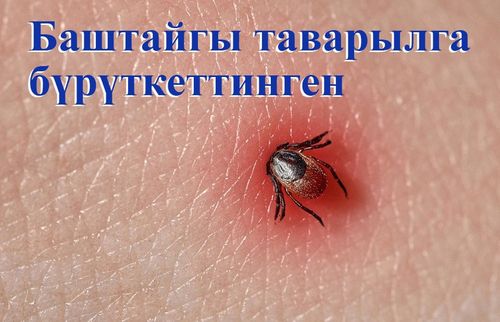 Баштайгы таварылга бүрүткеттинген