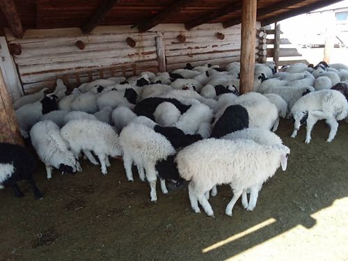 Деңгел-шынарын хынаан