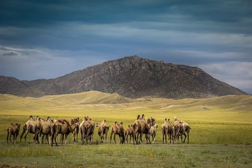 Тевежилер байырлалы болуп эртер