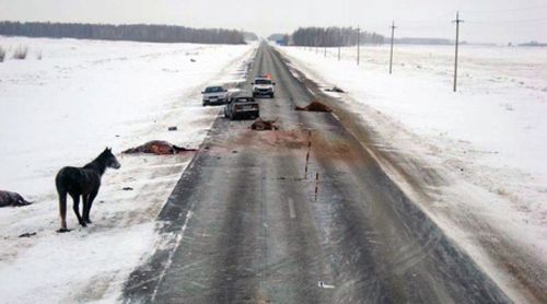 Мал-маганның ээлериниң буруузу