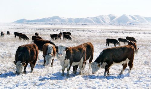 Мал продукциязын бүдүрери көвүдээр