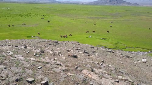 Далай канчап барган? / Чаа-Хөлден медээлер.