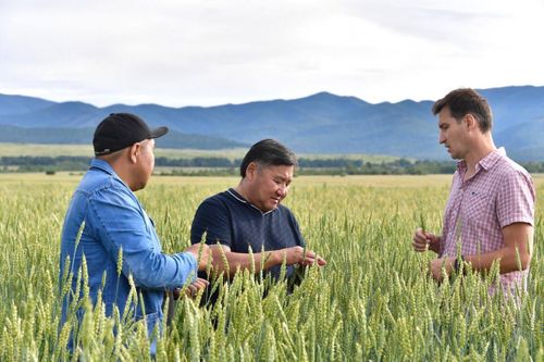 Оңгар-Ховунуң тараа шөлдеринде.