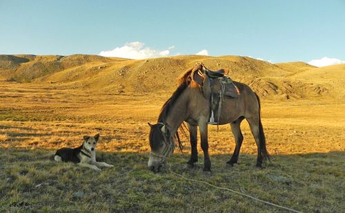 НОЯННЫ ООРЛААШ, ТААЛАДЫР МЕН