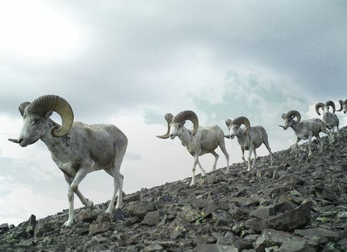 Россияда аргар-кошкарны камгалаар дээш