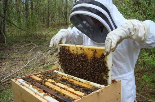 Ары өө садып алырда, оваарымчалыг болур