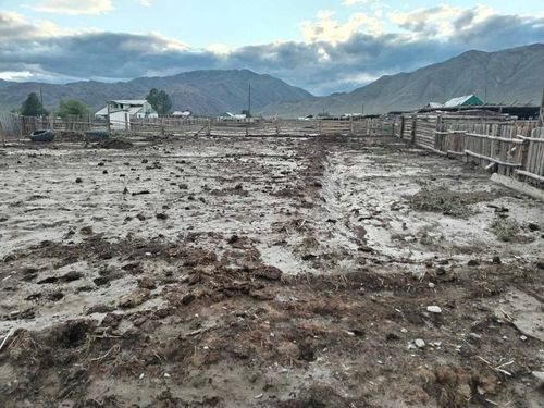 Сүт-хөлчүлерге картофель үрезини