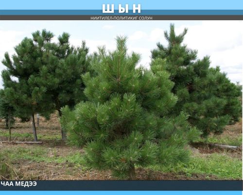 ТЫВАНЫҢ АРГА-АРЫЫН КАТАП ТУРГУЗАР