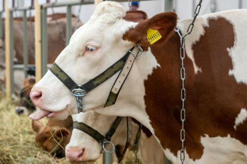 Мал-маганны «Хорриотка» бүрүткээн