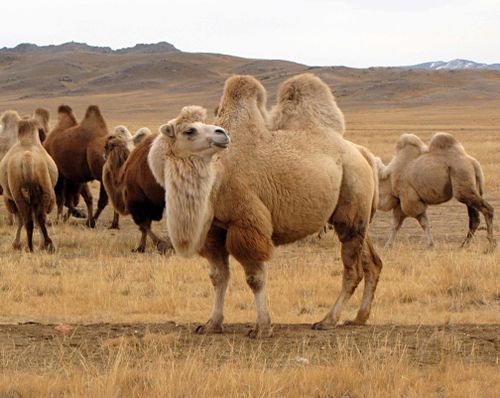 ТЕВЕ ОНЗАГАЙ МАЛ