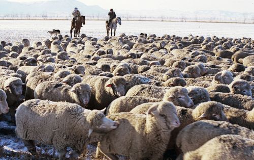 Көшпес малчыннар