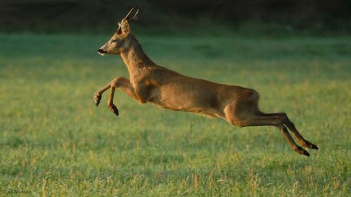 Хүлбүс шалбадаан кижи