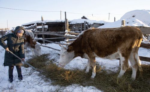 2021 чылда Тывага национал төлевилелдерниң күүселдези