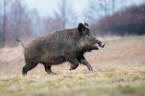 Аңчыларга кичээндириг