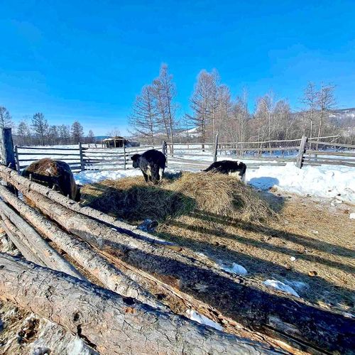 Курлавырда сиген бар