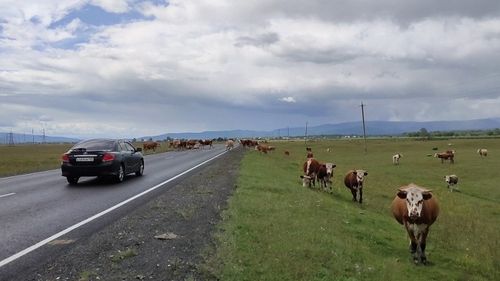 Мал киржилгелиг орук-транспорт озал-ондаа