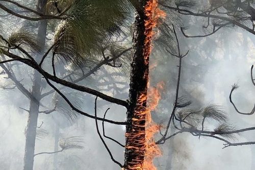 Хаттыг, изиг хүннерде от-биле оваарымчалыг болур.