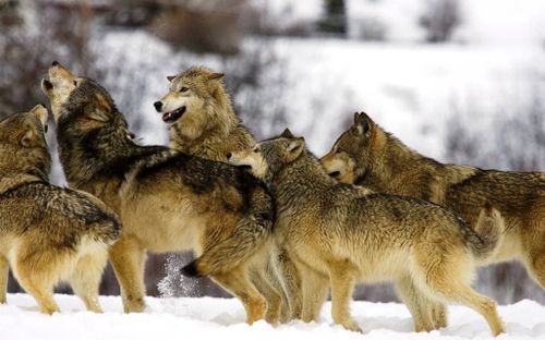 Кокай-биле демиселди күштелдирер айны чарлаан.