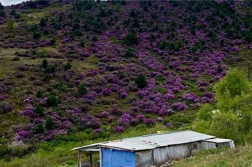 Сүт-Хөл шалбаа, Сүмбер-Уула тей турар шагда...