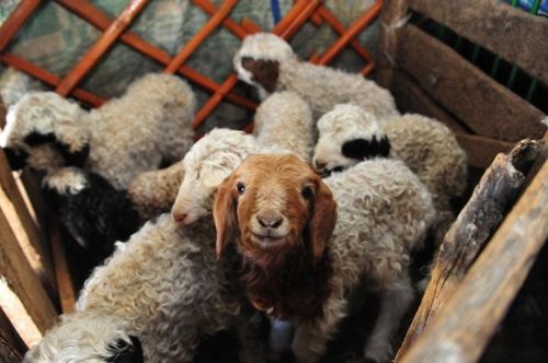 Боттан кол чүүл хамааржыр