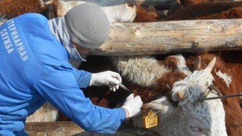 Мал аарыын шинчилээр чаа дүрүмнер