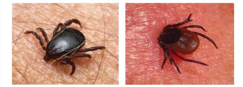 Саргыдан оваарныр үе келген.