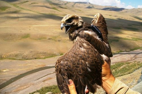 Кара хартыганыӊ азыранды оолдары