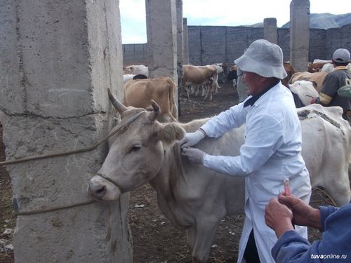 Ветеринария албанын катап тургускан.