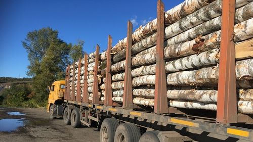 Тайга-таңдывыстың ыяжы артар ирги бе?