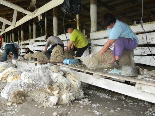 Дүк рыногун тургузар.