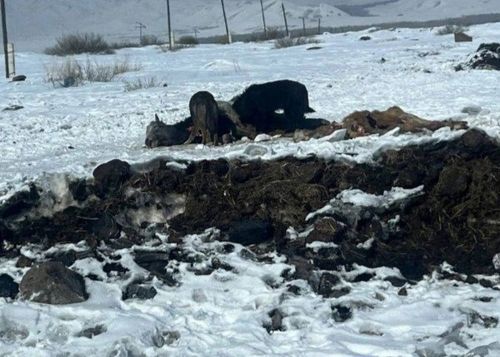 Өлген малдың мөчүзүн чок кылыры