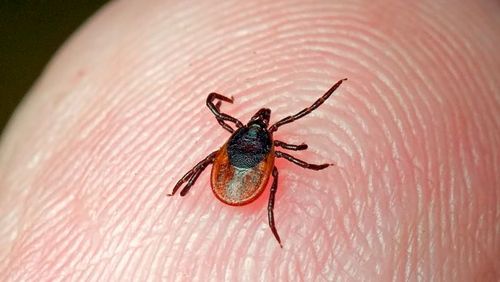 Муң ажыг кижи саргыга ызырткан