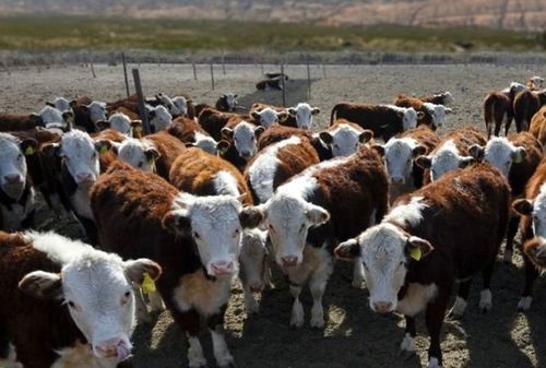 «Агростартап» деткимчези