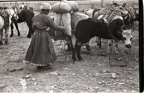 Кызыл-кошка киришкен бай-тайгажылар