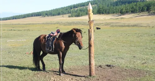 Баглааш дугайында