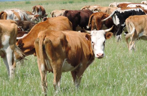 КАДАТ ЧОК МАЛ – ООРНУӉ ОЛЧАЗЫ