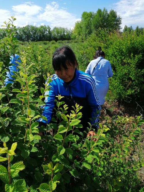 ЧЕРБИНИҢ САДЫ