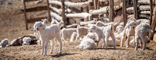 Чидириглер бар-даа болза...