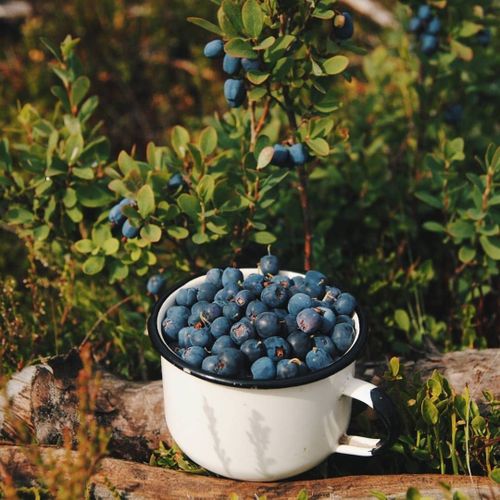 Бурган кады — көк-кат